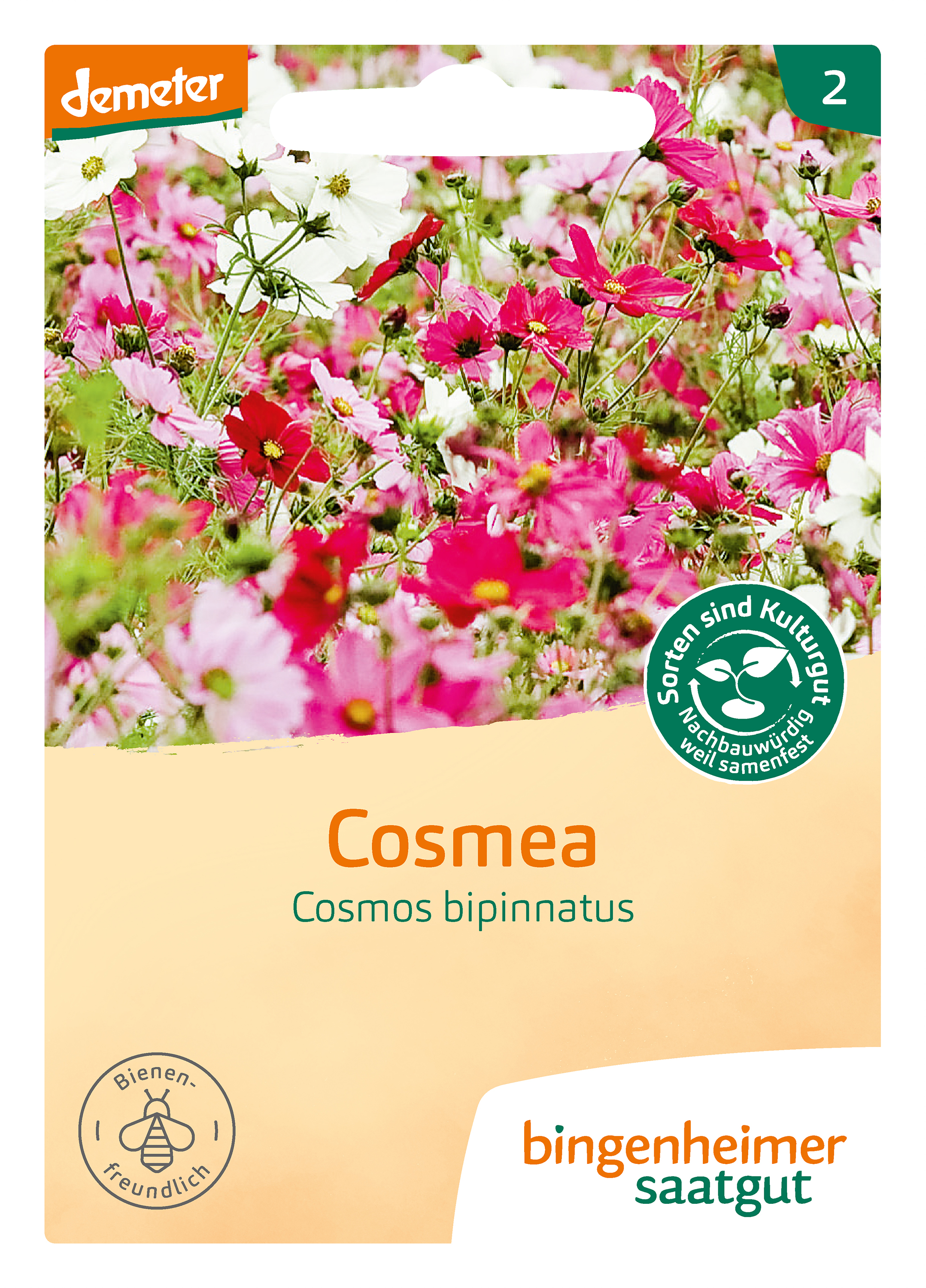 Cosmea
